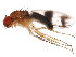  ( - BIOUG00860-F06)  @13 [ ] CreativeCommons - Attribution (2011) CBG Photography Group Centre for Biodiversity Genomics