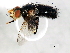  ( - BIOUG00867-A05)  @12 [ ] CreativeCommons - Attribution (2011) CBG Photography Group Centre for Biodiversity Genomics