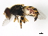  ( - BIOUG00867-B03)  @12 [ ] CreativeCommons - Attribution (2011) CBG Photography Group Centre for Biodiversity Genomics