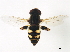  ( - BIOUG00867-B08)  @14 [ ] CreativeCommons - Attribution (2011) CBG Photography Group Centre for Biodiversity Genomics