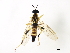  ( - BIOUG00867-B09)  @12 [ ] CreativeCommons - Attribution (2011) CBG Photography Group Centre for Biodiversity Genomics