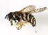  (Chrysotoxum pubescens - BIOUG00867-C06)  @15 [ ] CreativeCommons - Attribution (2011) CBG Photography Group Centre for Biodiversity Genomics