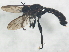  ( - BIOUG00867-G04)  @12 [ ] CreativeCommons - Attribution (2011) CBG Photography Group Centre for Biodiversity Genomics