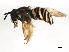  ( - BIOUG00867-H06)  @12 [ ] CreativeCommons - Attribution (2011) CBG Photography Group Centre for Biodiversity Genomics