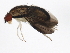  ( - BIOUG00904-A06)  @13 [ ] CreativeCommons - Attribution (2011) CBG Photography Group Centre for Biodiversity Genomics