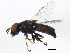  ( - BIOUG00904-G03)  @13 [ ] CreativeCommons - Attribution (2011) CBG Photography Group Centre for Biodiversity Genomics