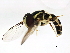  ( - BIOUG00904-G10)  @13 [ ] CreativeCommons - Attribution (2011) CBG Photography Group Centre for Biodiversity Genomics