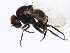  ( - BIOUG00915-D07)  @12 [ ] CreativeCommons - Attribution (2011) CBG Photography Group Centre for Biodiversity Genomics
