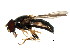  ( - BIOUG00938-A11)  @14 [ ] CreativeCommons - Attribution (2011) CBG Photography Group Centre for Biodiversity Genomics