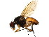  ( - BIOUG00938-B01)  @13 [ ] CreativeCommons - Attribution (2011) CBG Photography Group Centre for Biodiversity Genomics