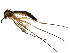  (Orfelia nigricornis - BIOUG00938-F01)  @13 [ ] CreativeCommons - Attribution (2011) CBG Photography Group Centre for Biodiversity Genomics