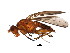  ( - BIOUG00965-E03)  @14 [ ] CreativeCommons - Attribution (2011) CBG Photography Group Centre for Biodiversity Genomics