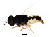  (Odontomyia virgo - BIOUG00965-H08)  @14 [ ] CreativeCommons - Attribution (2011) CBG Photography Group Centre for Biodiversity Genomics