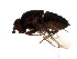 (Coproica urbana - BIOUG00978-B01)  @13 [ ] CreativeCommons - Attribution (2011) CBG Photography Group Centre for Biodiversity Genomics