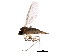  ( - BIOUG00978-D06)  @12 [ ] CreativeCommons - Attribution (2011) CBG Photography Group Centre for Biodiversity Genomics