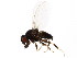  (Phyllomyza sp. VLB10 - BIOUG00978-E05)  @13 [ ] CreativeCommons - Attribution (2011) CBG Photography Group Centre for Biodiversity Genomics