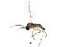  ( - BIOUG00978-E11)  @12 [ ] CreativeCommons - Attribution (2011) CBG Photography Group Centre for Biodiversity Genomics