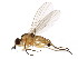  ( - BIOUG00978-H04)  @13 [ ] CreativeCommons - Attribution (2011) CBG Photography Group Centre for Biodiversity Genomics