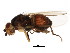  (Eulimosina - BIOUG00978-H09)  @14 [ ] CreativeCommons - Attribution (2011) CBG Photography Group Centre for Biodiversity Genomics