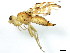  (Strauzia - BIOUG01336-A12)  @14 [ ] CreativeCommons - Attribution (2011) CBG Photography Group Centre for Biodiversity Genomics