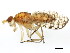  (Limnia sandovalensis - BIOUG01336-C04)  @14 [ ] CreativeCommons - Attribution (2011) CBG Photography Group Centre for Biodiversity Genomics