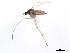  (Asphondylia - BIOUG01336-E07)  @13 [ ] CreativeCommons - Attribution (2011) CBG Photography Group Centre for Biodiversity Genomics