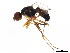  ( - BIOUG01336-F05)  @14 [ ] CreativeCommons - Attribution (2011) CBG Photography Group Centre for Biodiversity Genomics