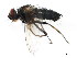  ( - BIOUG01336-F09)  @12 [ ] CreativeCommons - Attribution (2011) CBG Photography Group Centre for Biodiversity Genomics