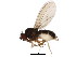  ( - BIOUG01337-A02)  @14 [ ] CreativeCommons - Attribution (2011) CBG Photography Group Centre for Biodiversity Genomics