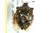  ( - BIOUG01150-A06)  @12 [ ] CreativeCommons - Attribution (2011) CBG Photography Group Centre for Biodiversity Genomics