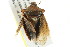  ( - BIOUG01150-C04)  @13 [ ] CreativeCommons - Attribution (2011) CBG Photography Group Centre for Biodiversity Genomics
