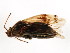  ( - BIOUG01000-B10)  @13 [ ] CreativeCommons - Attribution (2011) CBG Photography Group Centre for Biodiversity Genomics