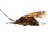  (Taedia colon - BIOUG01000-E06)  @13 [ ] CreativeCommons - Attribution (2011) CBG Photography Group Centre for Biodiversity Genomics