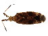  (Neurocolpus - BIOUG01000-F03)  @14 [ ] CreativeCommons - Attribution (2011) CBG Photography Group Centre for Biodiversity Genomics