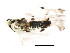  ( - BIOUG01012-D08)  @13 [ ] CreativeCommons - Attribution (2011) CBG Photography Group Centre for Biodiversity Genomics
