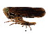  ( - BIOUG01019-C09)  @13 [ ] CreativeCommons - Attribution (2011) CBG Photography Group Centre for Biodiversity Genomics