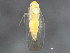  (Zonocyba - BIOUG01107-B12)  @15 [ ] CreativeCommons - Attribution (2011) CBG Photography Group Centre for Biodiversity Genomics