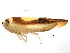  ( - BIOUG01107-D01)  @12 [ ] CreativeCommons - Attribution (2011) CBG Photography Group Centre for Biodiversity Genomics