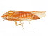  ( - BIOUG01107-F02)  @11 [ ] CreativeCommons - Attribution (2011) CBG Photography Group Centre for Biodiversity Genomics