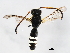  ( - BIOUG01022-C01)  @12 [ ] CreativeCommons - Attribution (2011) CBG Photography Group Centre for Biodiversity Genomics