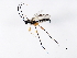 ( - BIOUG01028-A04)  @13 [ ] CreativeCommons - Attribution (2011) CBG Photography Group Centre for Biodiversity Genomics