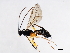  ( - BIOUG01028-D02)  @13 [ ] CreativeCommons - Attribution (2011) CBG Photography Group Centre for Biodiversity Genomics