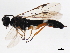  (Allantus mellipes - BIOUG01028-H09)  @14 [ ] CreativeCommons - Attribution (2011) CBG Photography Group Centre for Biodiversity Genomics