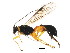  ( - BIOUG01030-A10)  @13 [ ] CreativeCommons - Attribution (2011) CBG Photography Group Centre for Biodiversity Genomics
