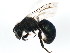  (Osmia albiventris - BIOUG01030-E09)  @13 [ ] CreativeCommons - Attribution (2011) CBG Photography Group Centre for Biodiversity Genomics