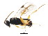  ( - BIOUG01031-A06)  @12 [ ] CreativeCommons - Attribution (2011) CBG Photography Group Centre for Biodiversity Genomics