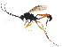  ( - BIOUG01032-C03)  @13 [ ] CreativeCommons - Attribution (2011) CBG Photography Group Centre for Biodiversity Genomics