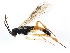  (Taxonus pallipes - BIOUG01032-E10)  @14 [ ] CreativeCommons - Attribution (2011) CBG Photography Group Centre for Biodiversity Genomics