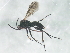  ( - BIOUG01033-B03)  @12 [ ] CreativeCommons - Attribution (2011) CBG Photography Group Centre for Biodiversity Genomics