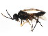  (Taxonus rufocinctus - BIOUG01034-C02)  @14 [ ] CreativeCommons - Attribution (2011) CBG Photography Group Centre for Biodiversity Genomics